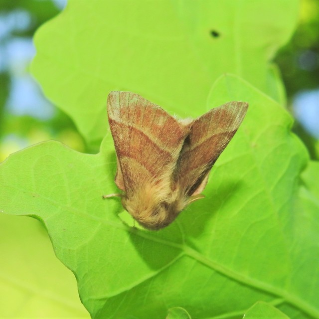 Malacosoma neustria - gyűrűsszövő