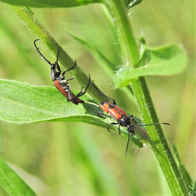 Stenurella bifasciata - kétöves karcsúcincér