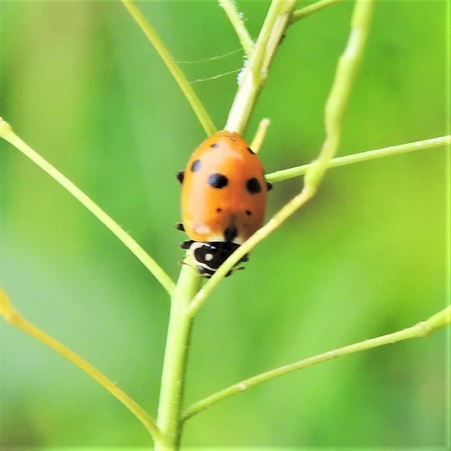 Hippodamia variegata - tizenhárompettyes katica