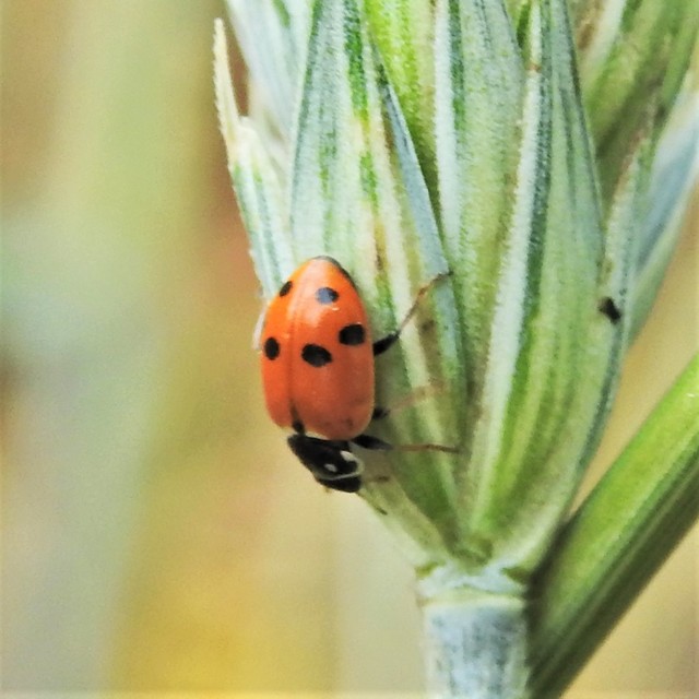 Hippodamia variegata - tizenhárompettyes katica
