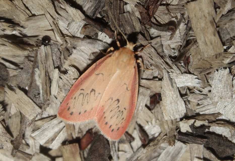 Miltochrista miniata - piros medvelepke