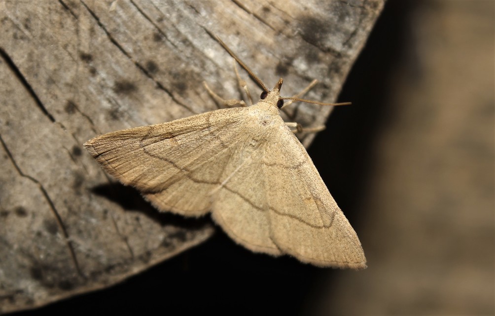 Paracolax tristalis - sárgás karcsúbagoly
