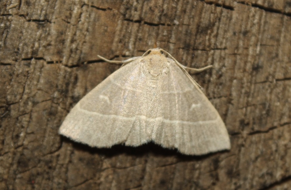 Trisateles emortualis - sárgacsíkos karcsúbagoly
