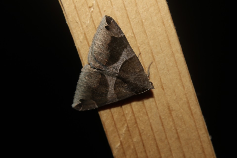 Dysgonia algira - déli porcelánbagoly