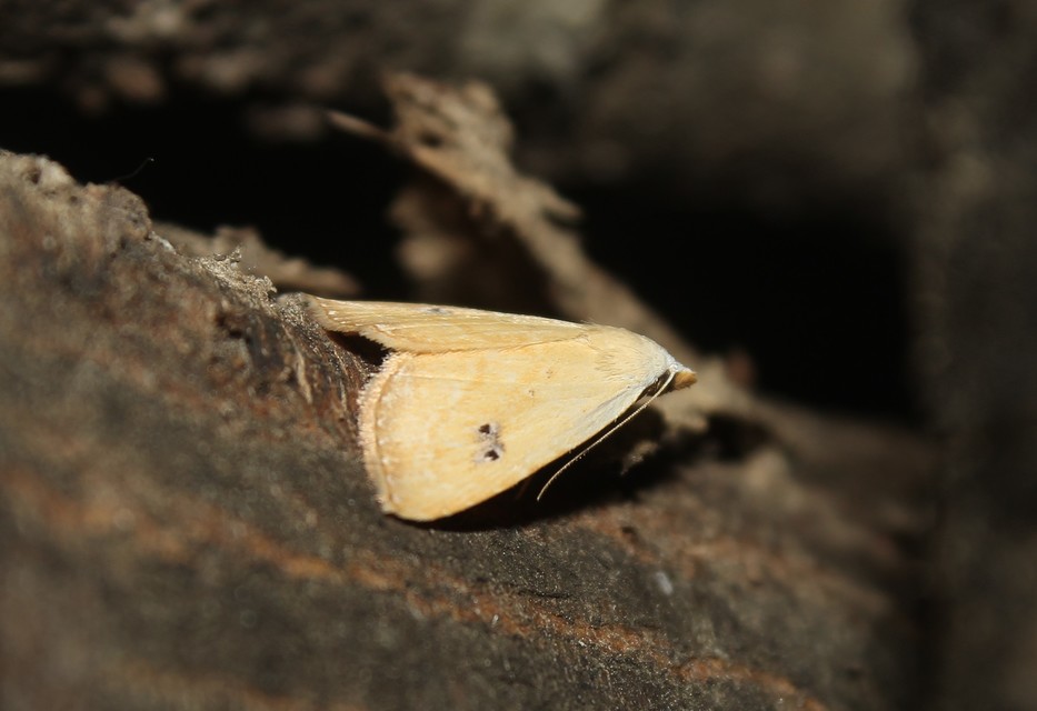 Rivula sericealis - selymes lórombagoly