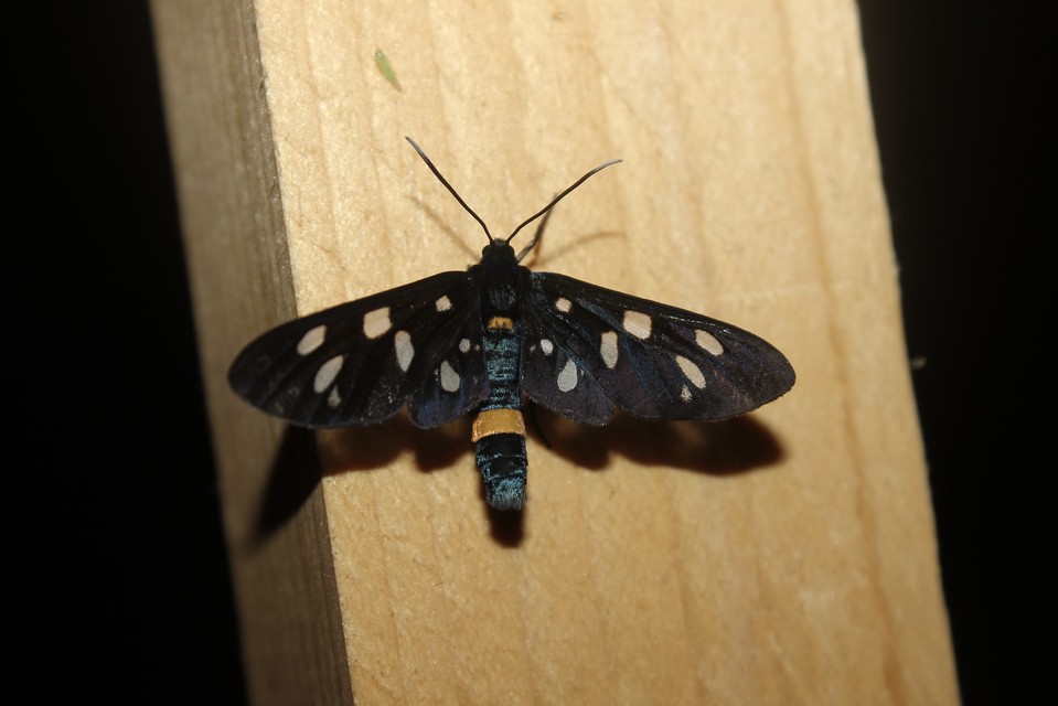 Amata phegea - fehérpettyes álcsüngőlepke