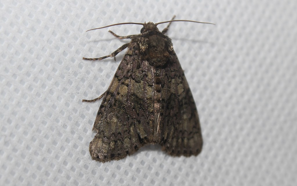 Craniophora ligustri - fagyalbagoly