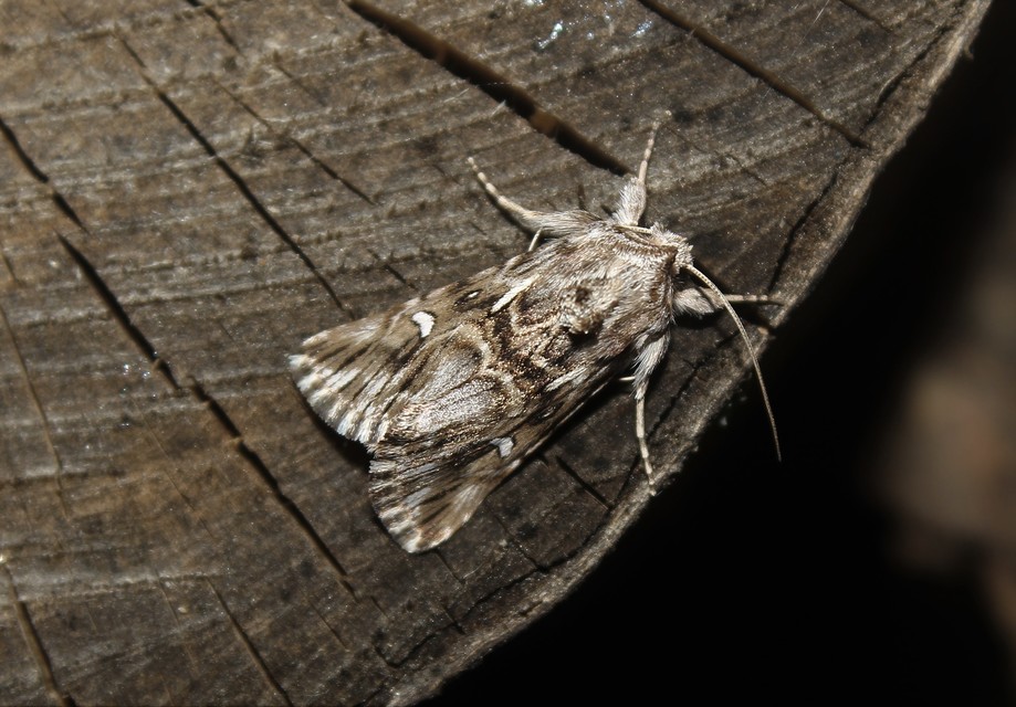 Calophasia lunula - gyújtoványfű-apróbagoly