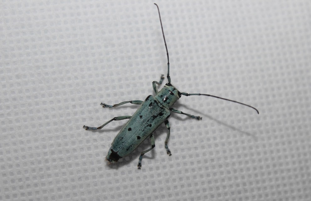 Saperda octopunctata - nyolcpontos cincér