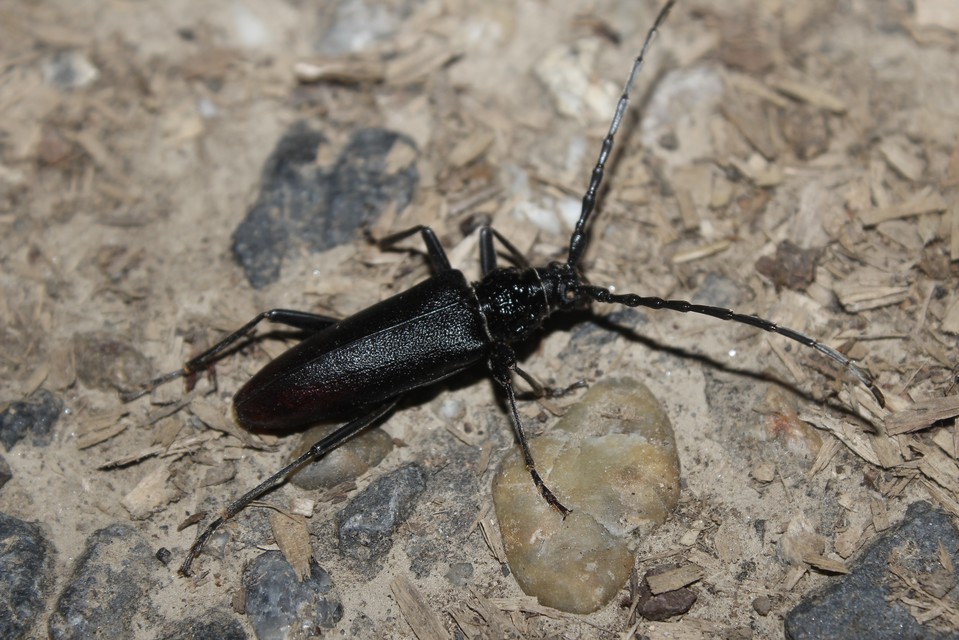 Cerambyx cerdo - nagy hőscincér