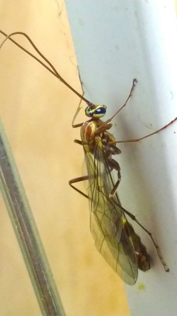 Ophion obscuratus