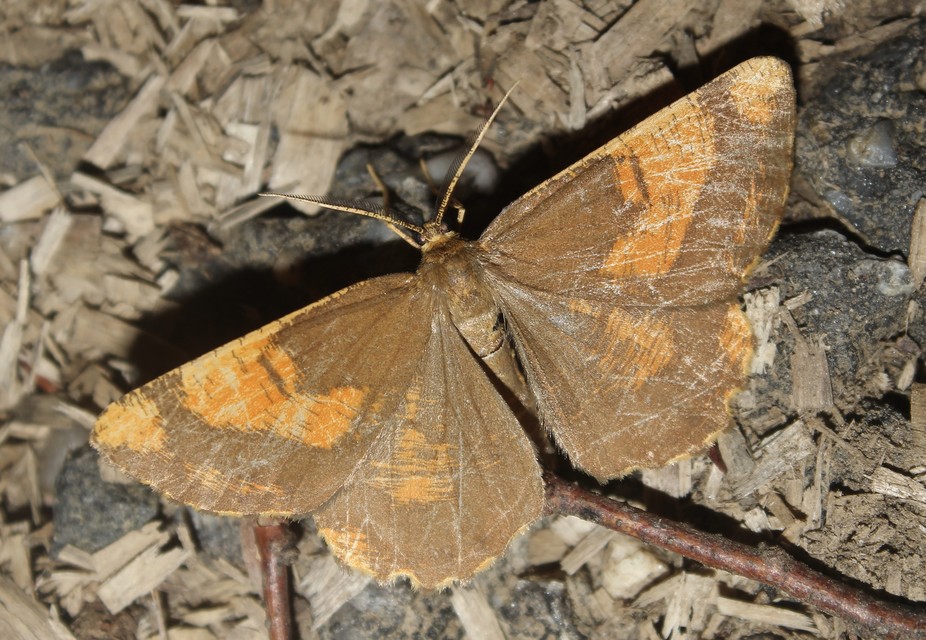 Angerona prunaria - sárga kökényaraszoló