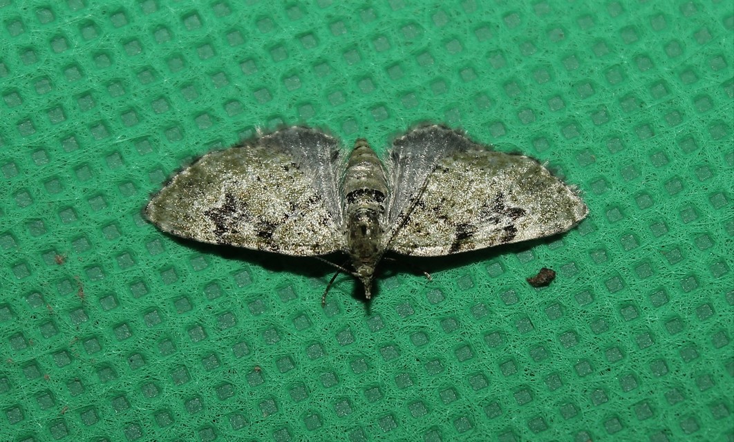 Chloroclystis v-ata - zöldes törpearaszoló