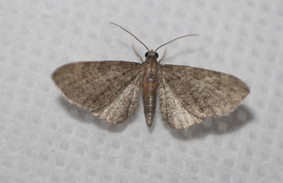 Eupithecia haworthiata - rozsdástestű törpearaszoló
