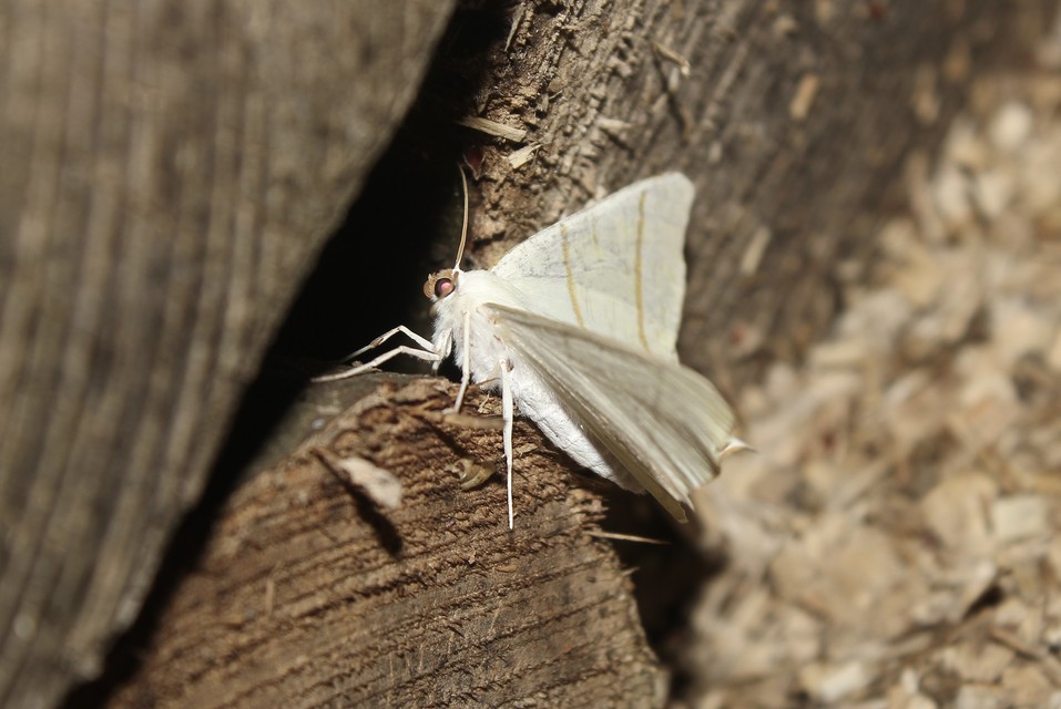 Ourapteryx sambucaria - fecskefarkú araszoló