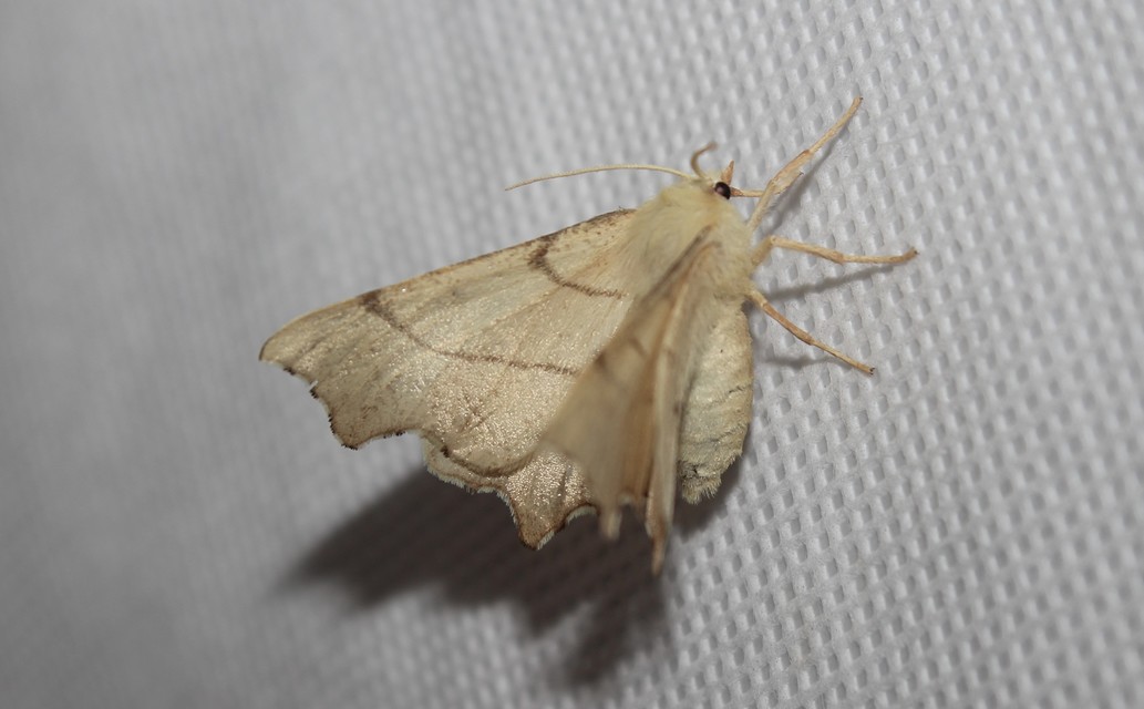 Ennomos erosaria - hársfa-levélaraszoló