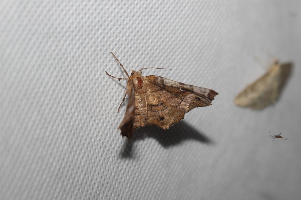 Selenia tetralunaria - négyfoltos holdasaraszoló