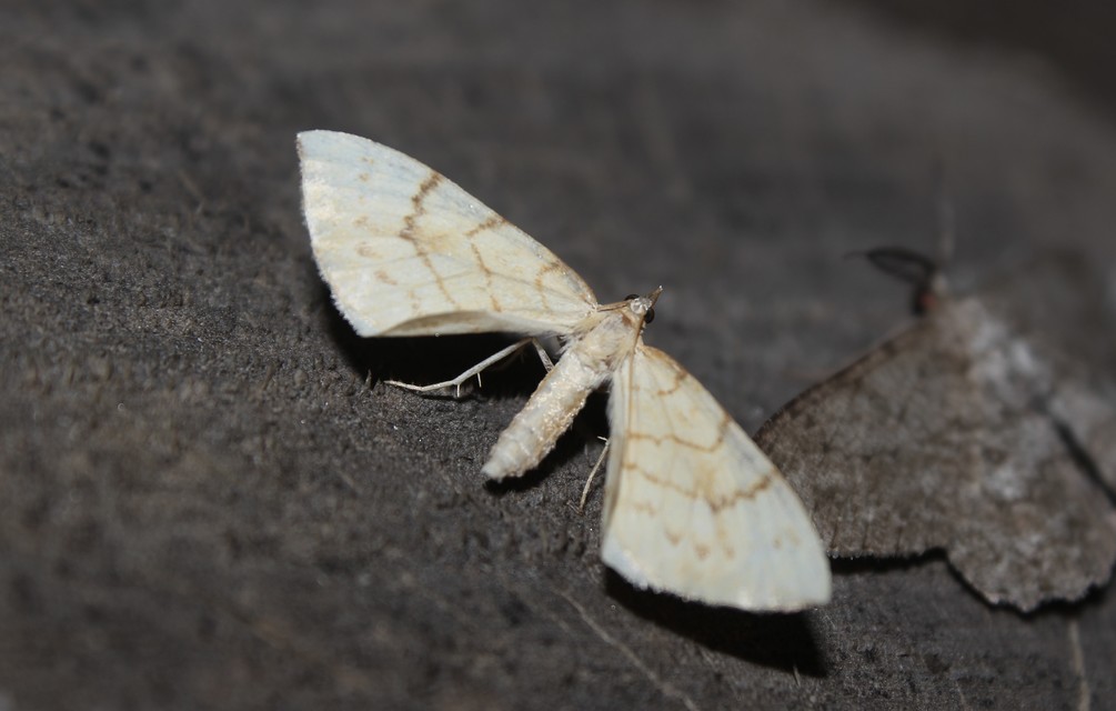 Eulithis pyraliata - sárga galajaraszoló