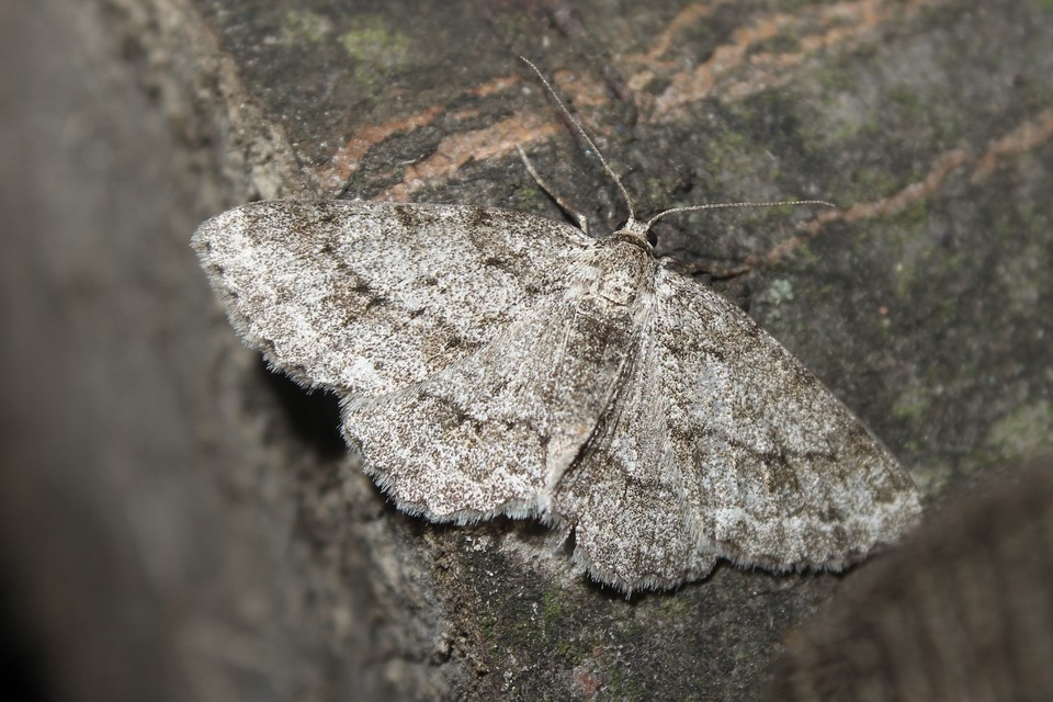 Ectropis crepuscularia - avararaszoló
