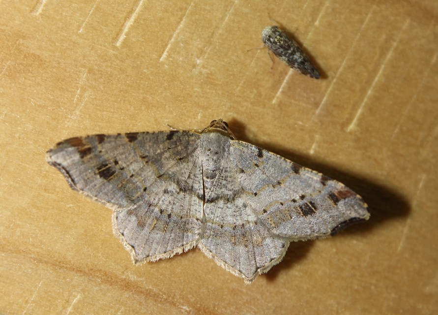 Macaria alternata - közönséges szürkearaszoló