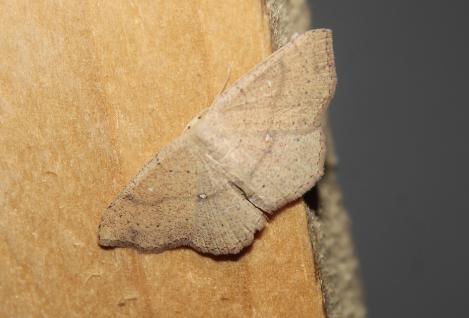 Cyclophora ruficiliaria - vörösrojtú pettyesaraszoló