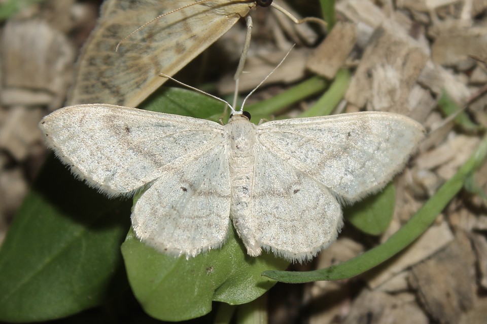 Idaea deversaria - egyszínű sávosaraszoló