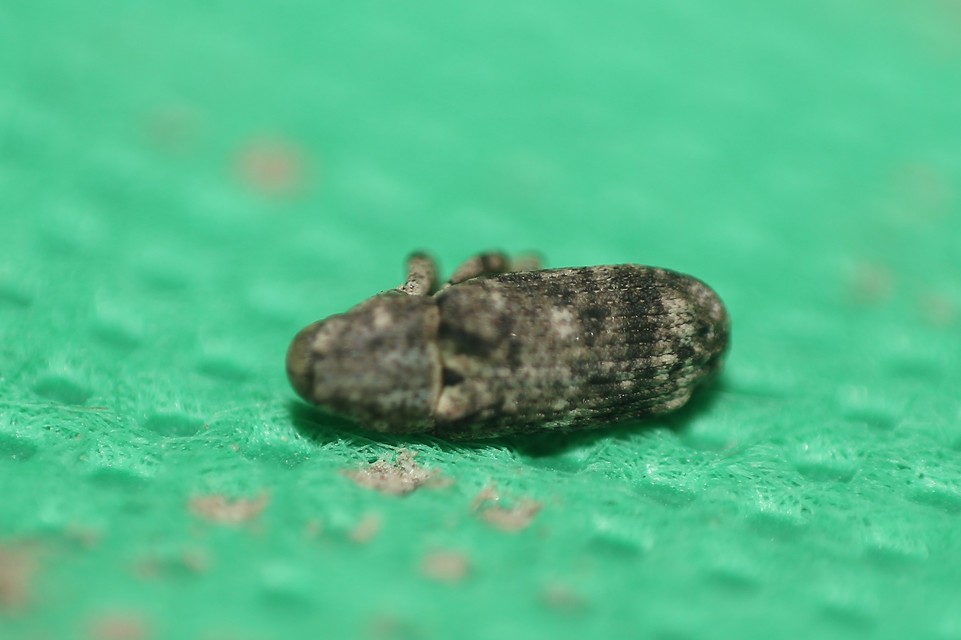 Gasterocercus depressirostris - laposorrú ormányos