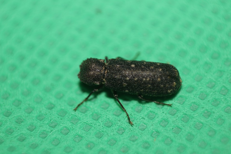 Lichenophanes varius - tarka csuklyásszú