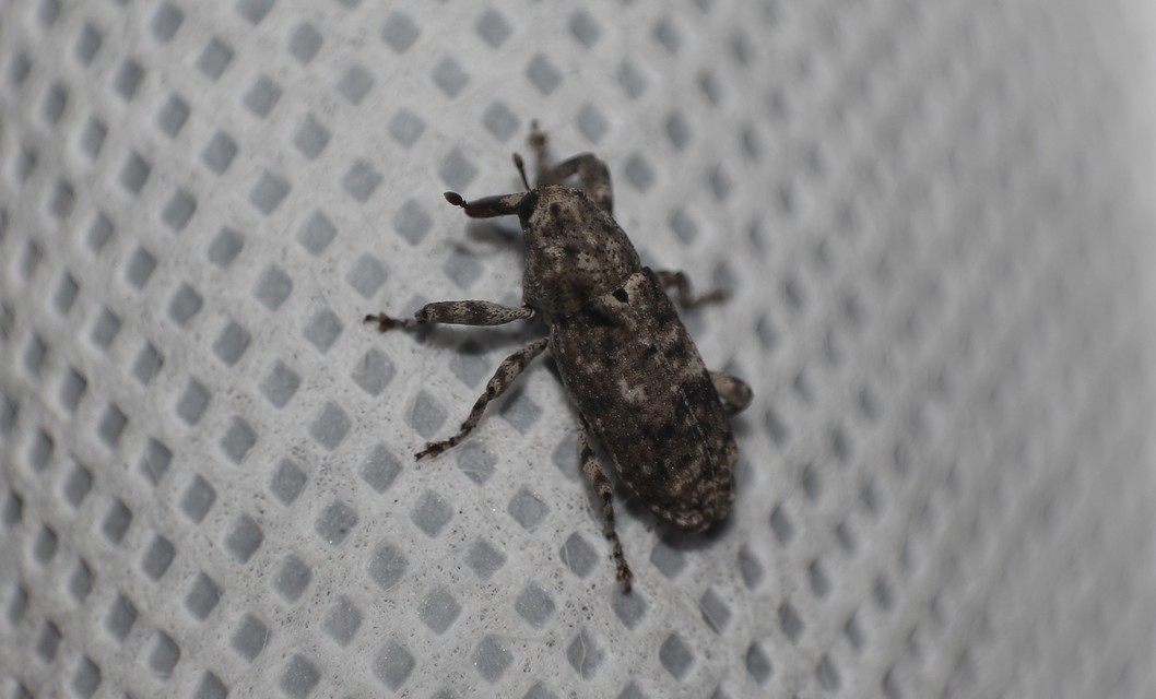 Gasterocercus depressirostris - laposorrú ormányos