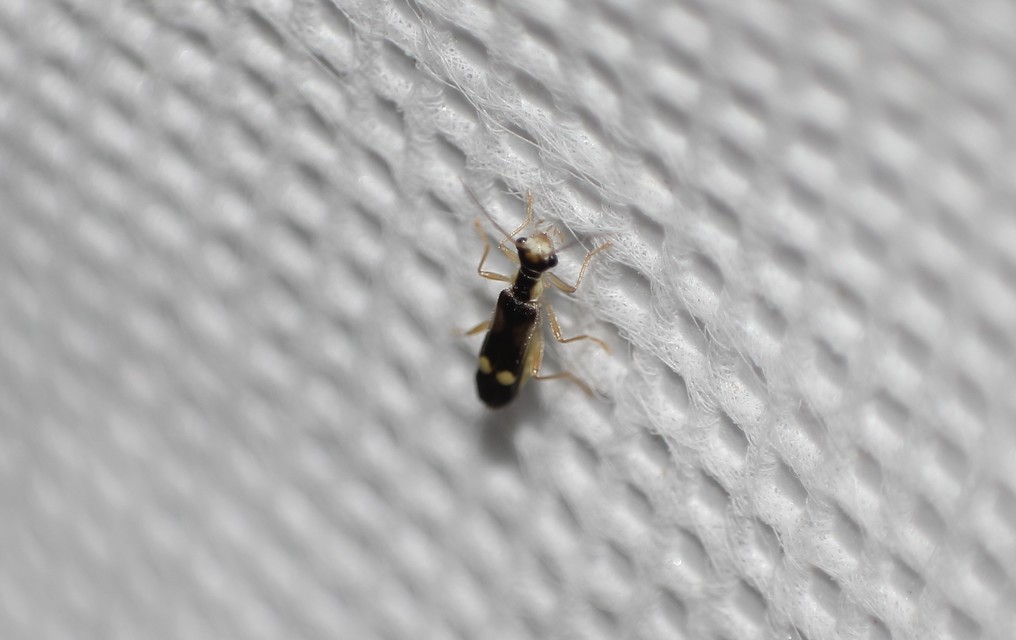 Malthinus
