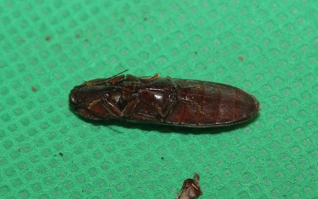 Stenagostus rhombeus - rombusznyakú pattanó