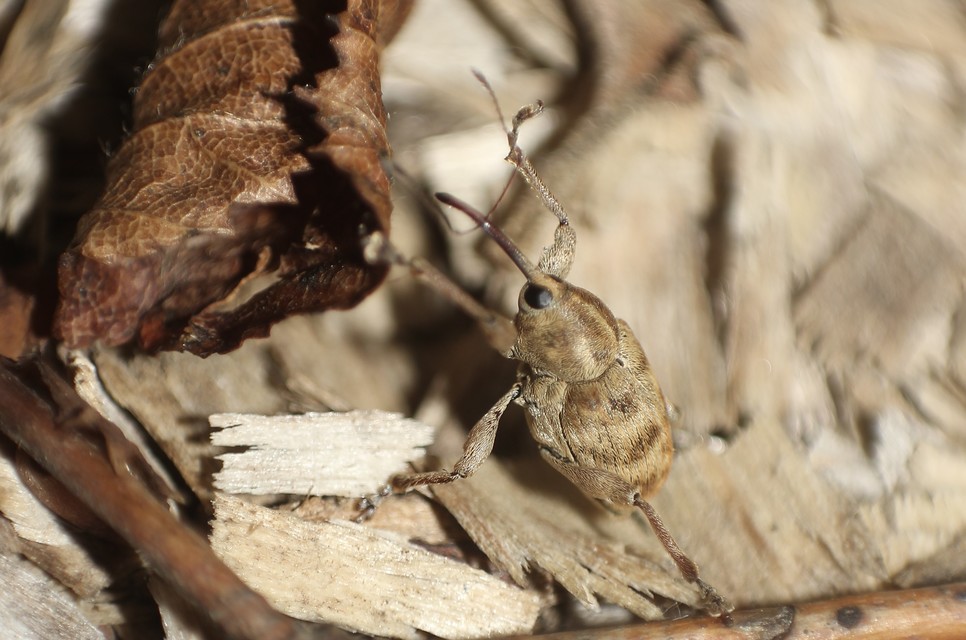 Curculio