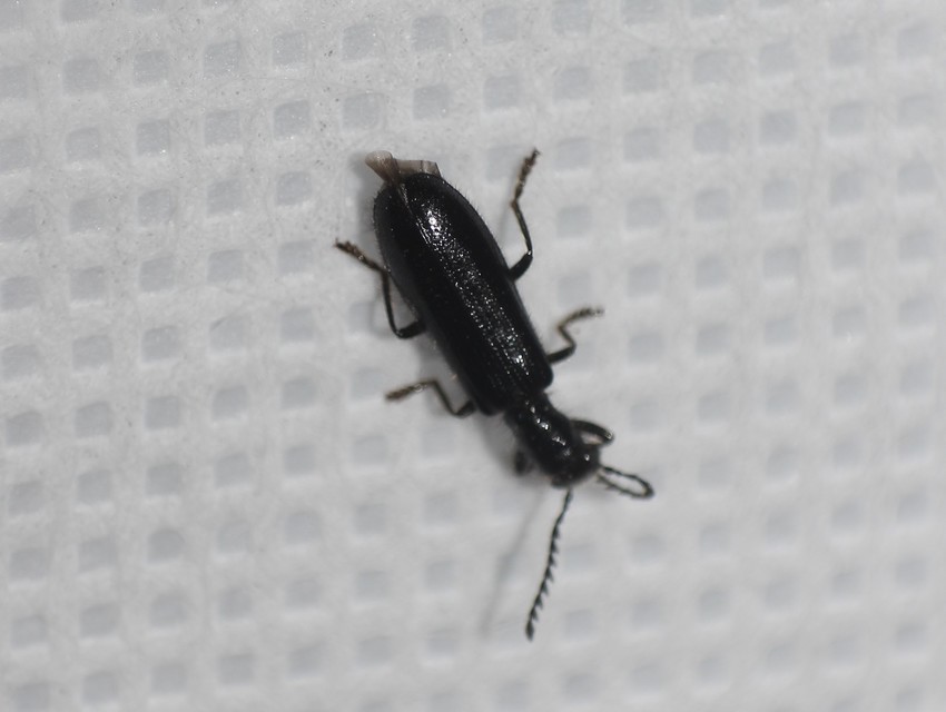Tillus elongatus - fekete szúfarkas
