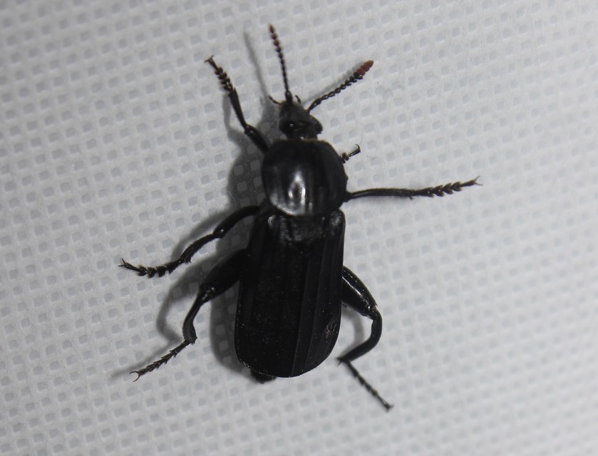 Necrodes littoralis - nagy dögbogár