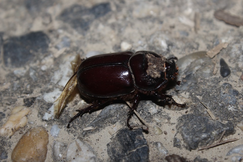 Oryctes nasicornis - orrszarvú bogár