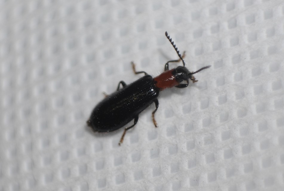 Tillus elongatus - fekete szúfarkas