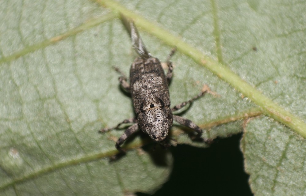 Gasterocercus depressirostris - laposorrú ormányos