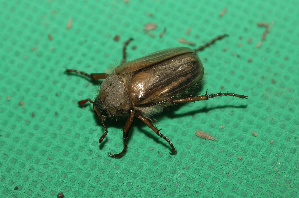 Amphimallon solstitiale - bordás sárgacserebogár