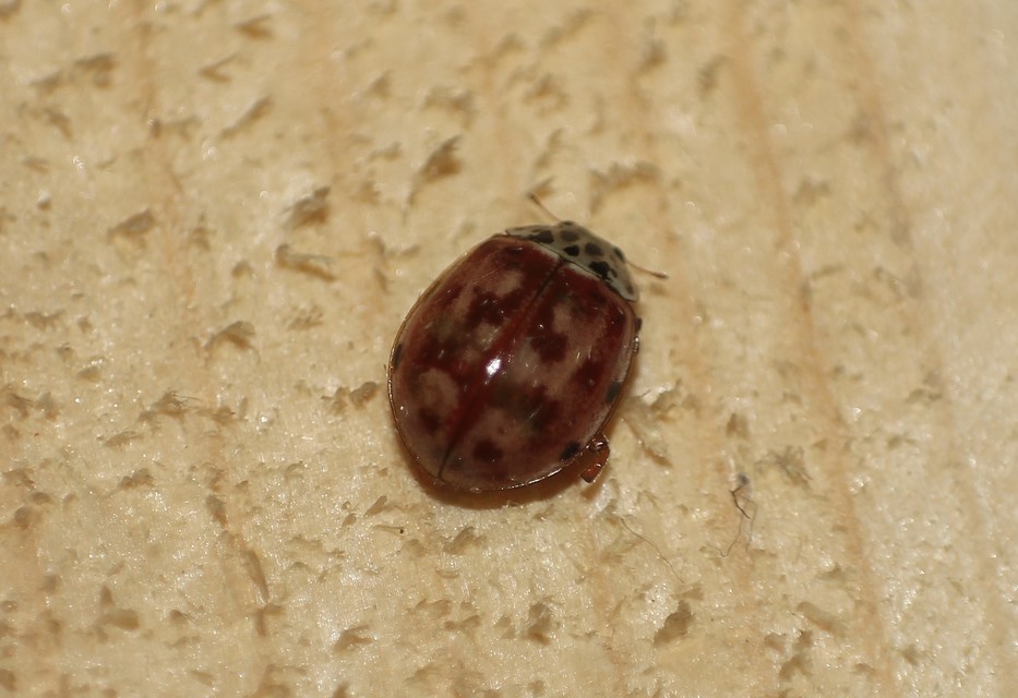 Harmonia quadripunctata - négypettyes katica