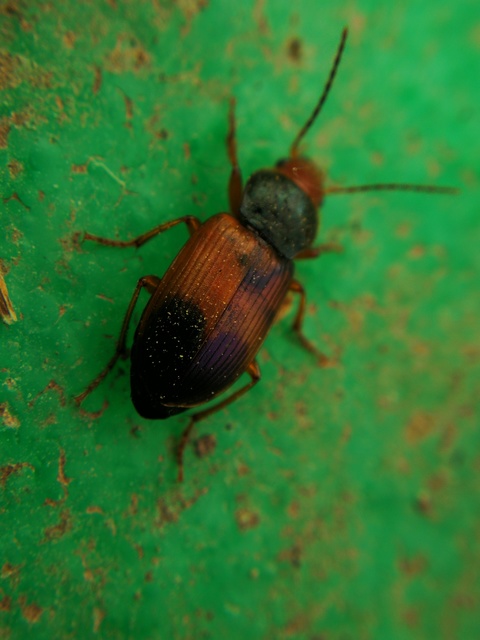 Diachromus germanus - német tarkafutó