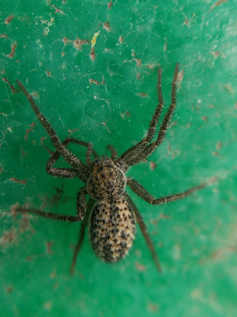 Thanatus striatus