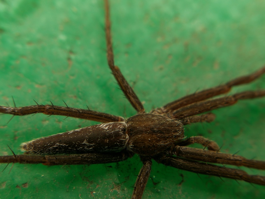 Tibellus