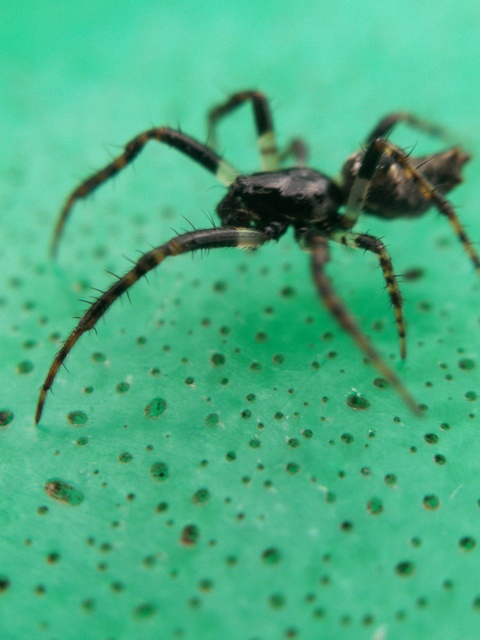 Cyclosa oculata - mediterrán csúcsos-keresztespók