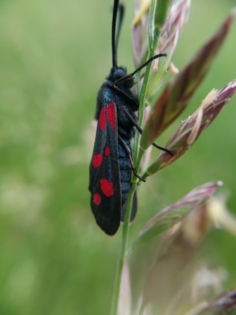 Zygaena filipendulae - acélszínű csüngőlepke