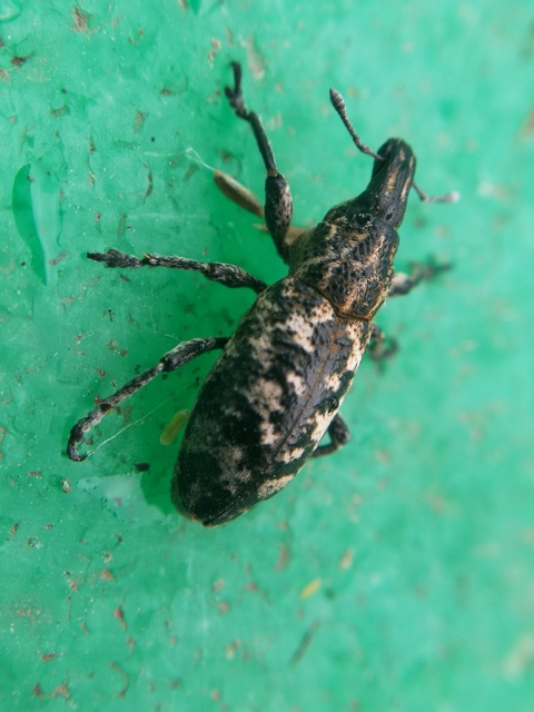 Cyphocleonus dealbatus - márványos barkó