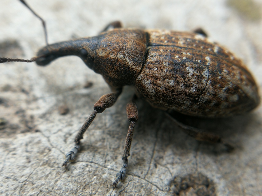Lepyrus capucinus - pettyes fűzormányos