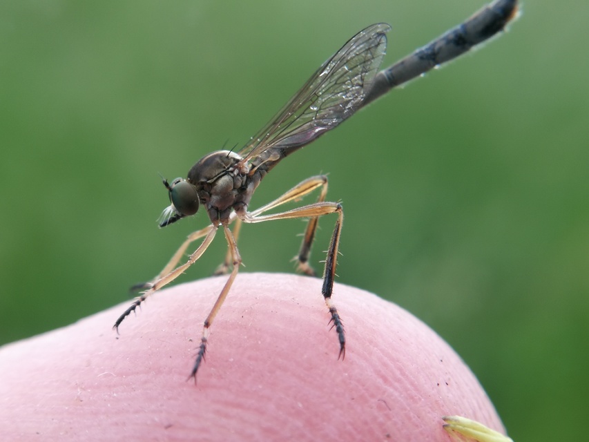 Leptogaster cylindrica