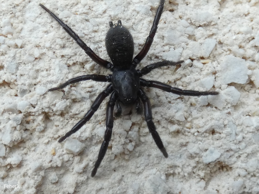 Gnaphosa lucifuga - fekete kövipók