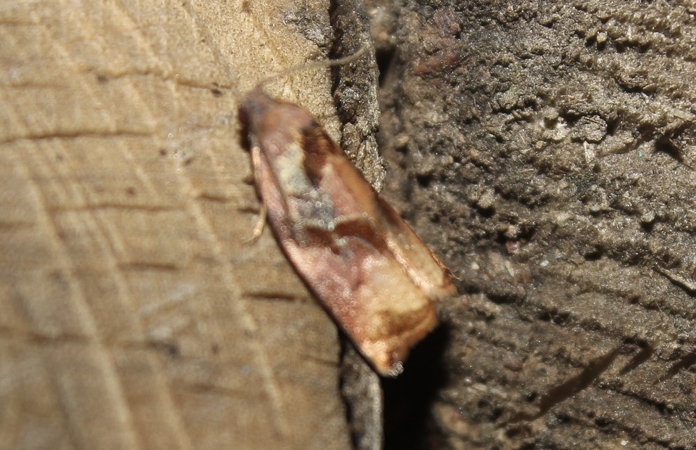 Archips podana - dudvarágó sodrómoly
