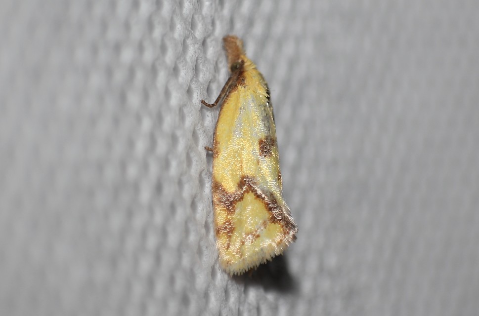Agapeta hamana - közönséges sárgamoly